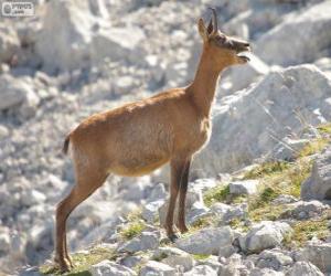Puzzle Chamois