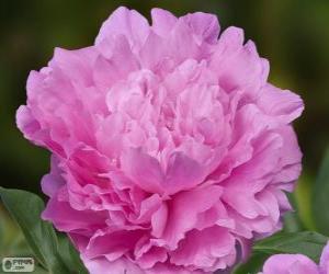 Puzzle Peony Dinner plate