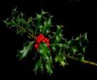 Κλαδάκι της Holly με κόκκινα μούρα