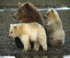 Bear Οικογένεια