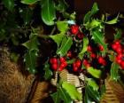 Holly με κόκκινα μούρα