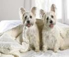 Και τη Δυτική ορεινή περιοχή άσπρο Terriers Westies