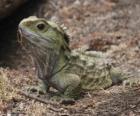 Tuatara