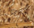 Stick insect