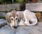 Saluki κουτάβι
