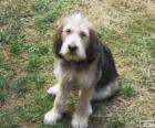 Otterhound κουτάβι