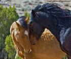 Θηλυκά και αρσενικά του μάστανγκ 