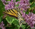 Καναδική Tiger Swallowtail πεταλούδα