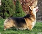 Pembroke ουαλλέζικο Corgi