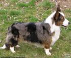 Το ουαλλέζικο Corgi ζακέτα είναι έναs μικρό σκύλοs breed καταγωγής στην Ουαλία