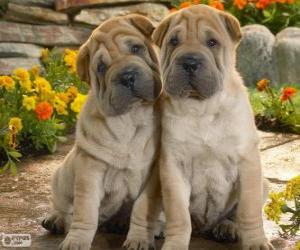 Puzzle Shar Pei κουτάβια